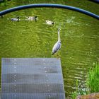 Ein Reiher zu Gast im Heinrich-Heine-Park