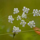 ein reines leuchten in der natur ...