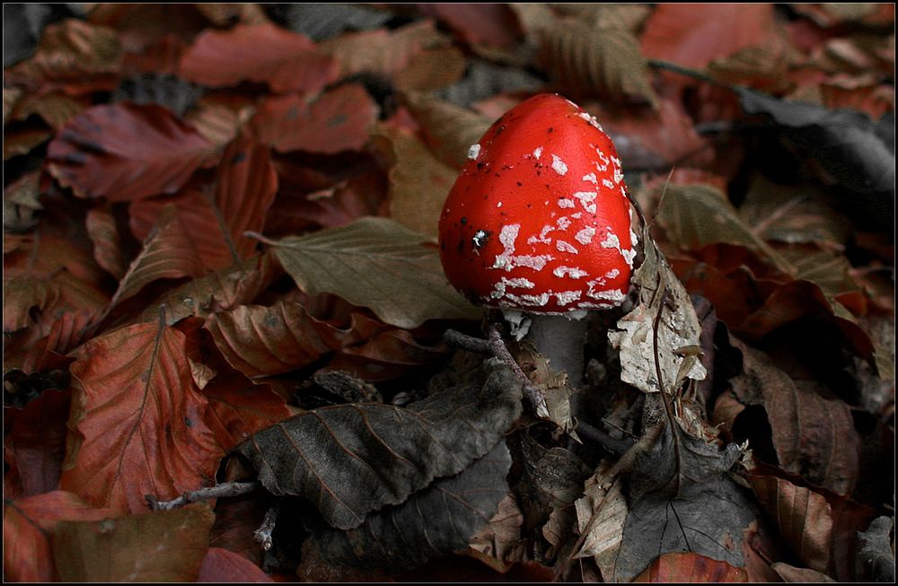 Ein reizender Fliegenpilz