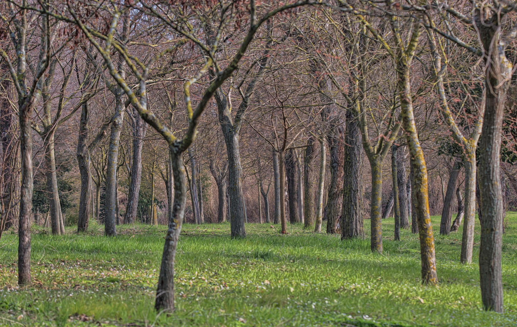 ein relativ junger Wald