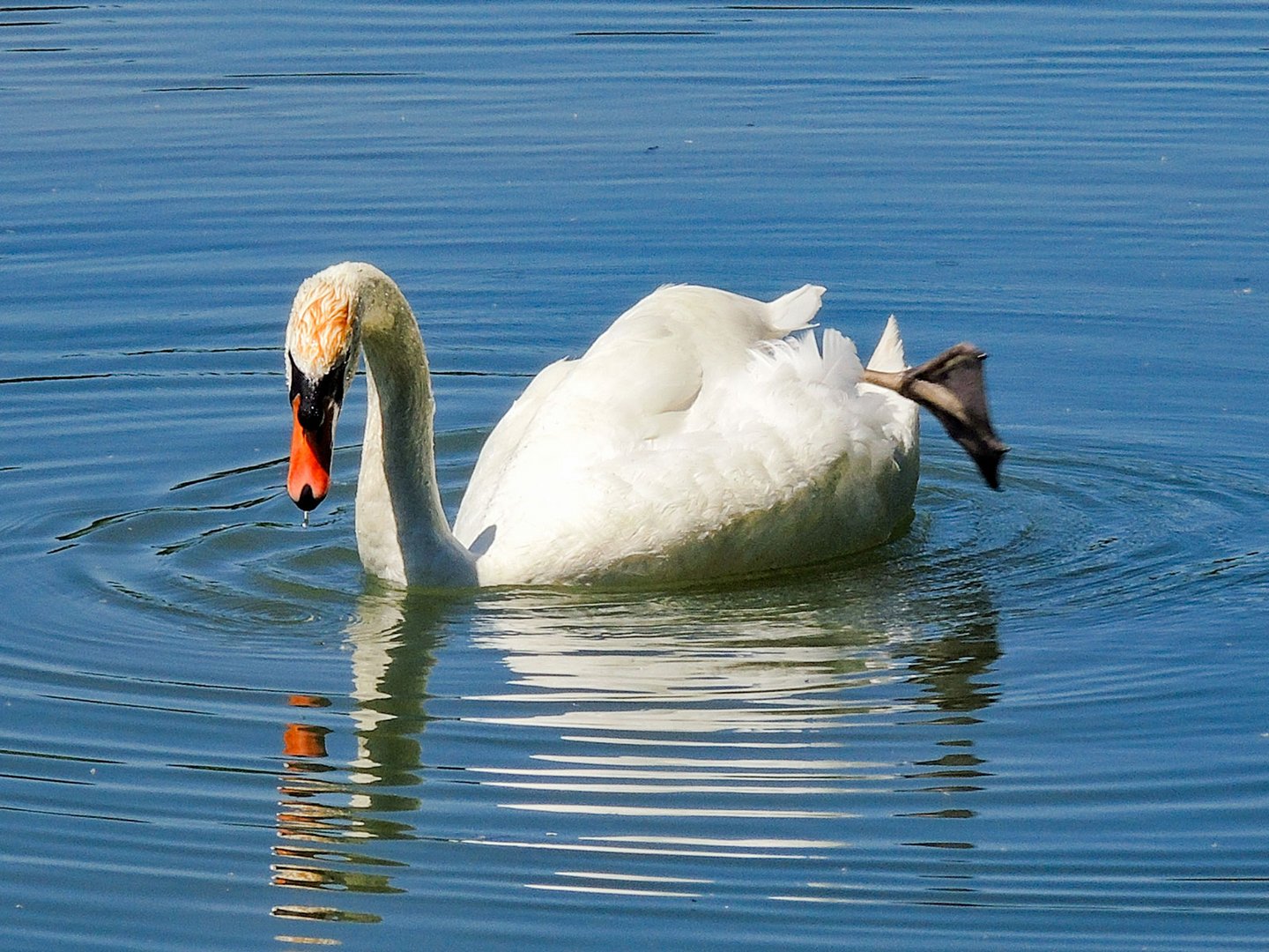 Ein relaxter Schwan auf der Reuss