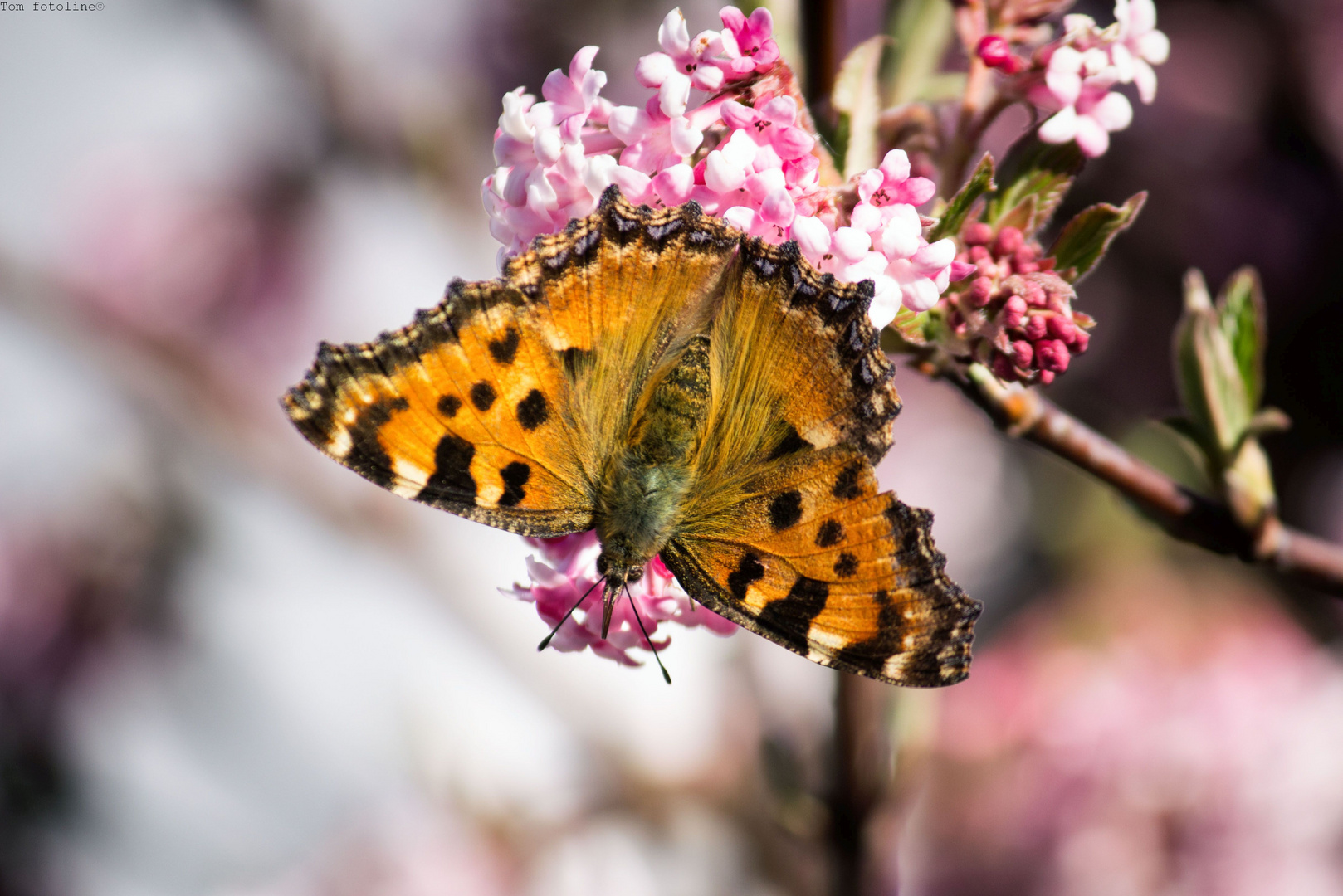 Ein Rendezvous mit dem Frühling