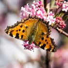 Ein Rendezvous mit dem Frühling