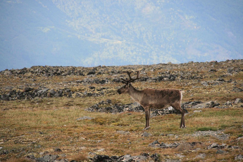 Ein Rentier aus Norwegen!