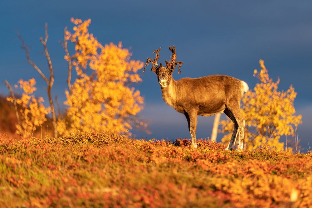 Ein Rentier.. Foto & Bild | europe, scandinavia, finland Bilder auf