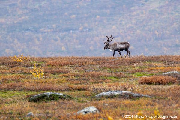 Ein Rentier im finnischen Teil Lapplands