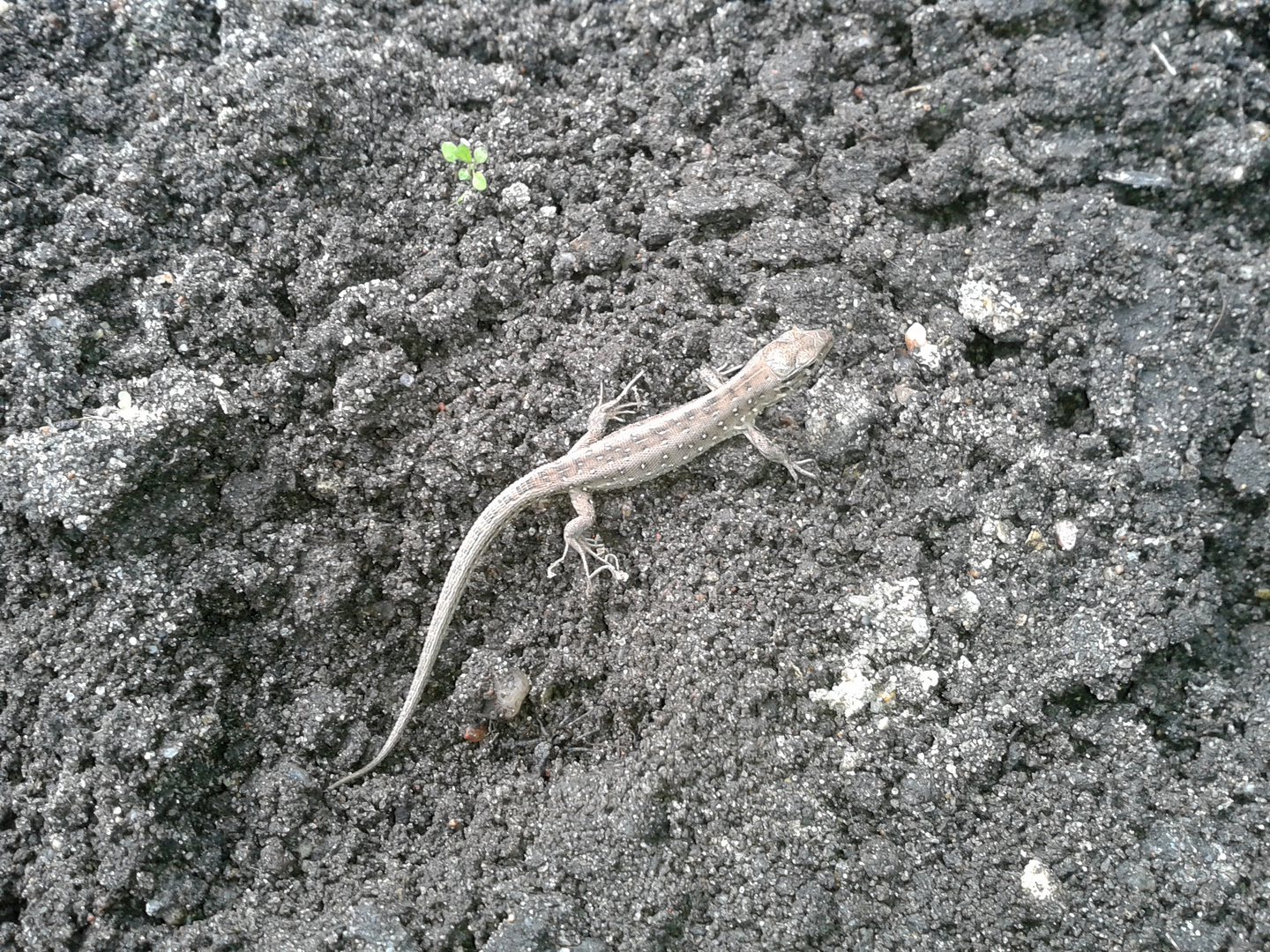 Ein Reptil ... auf Abwegen