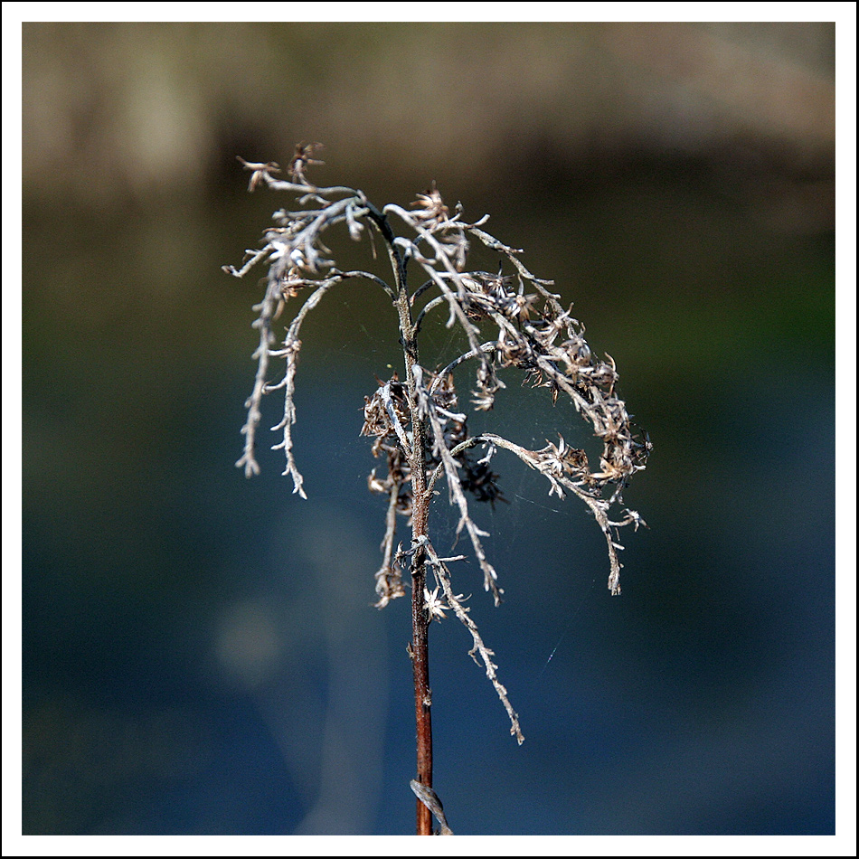 ein Rest von Herbst und Winter im Frühling