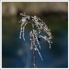 ein Rest von Herbst und Winter im Frühling