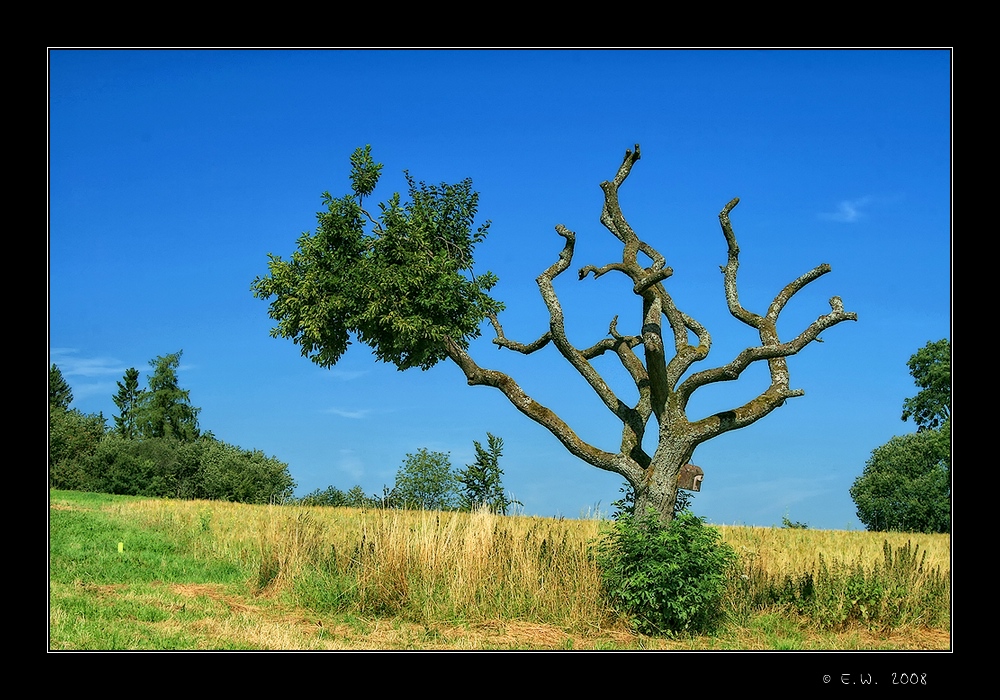 - ein Rest von Leben -