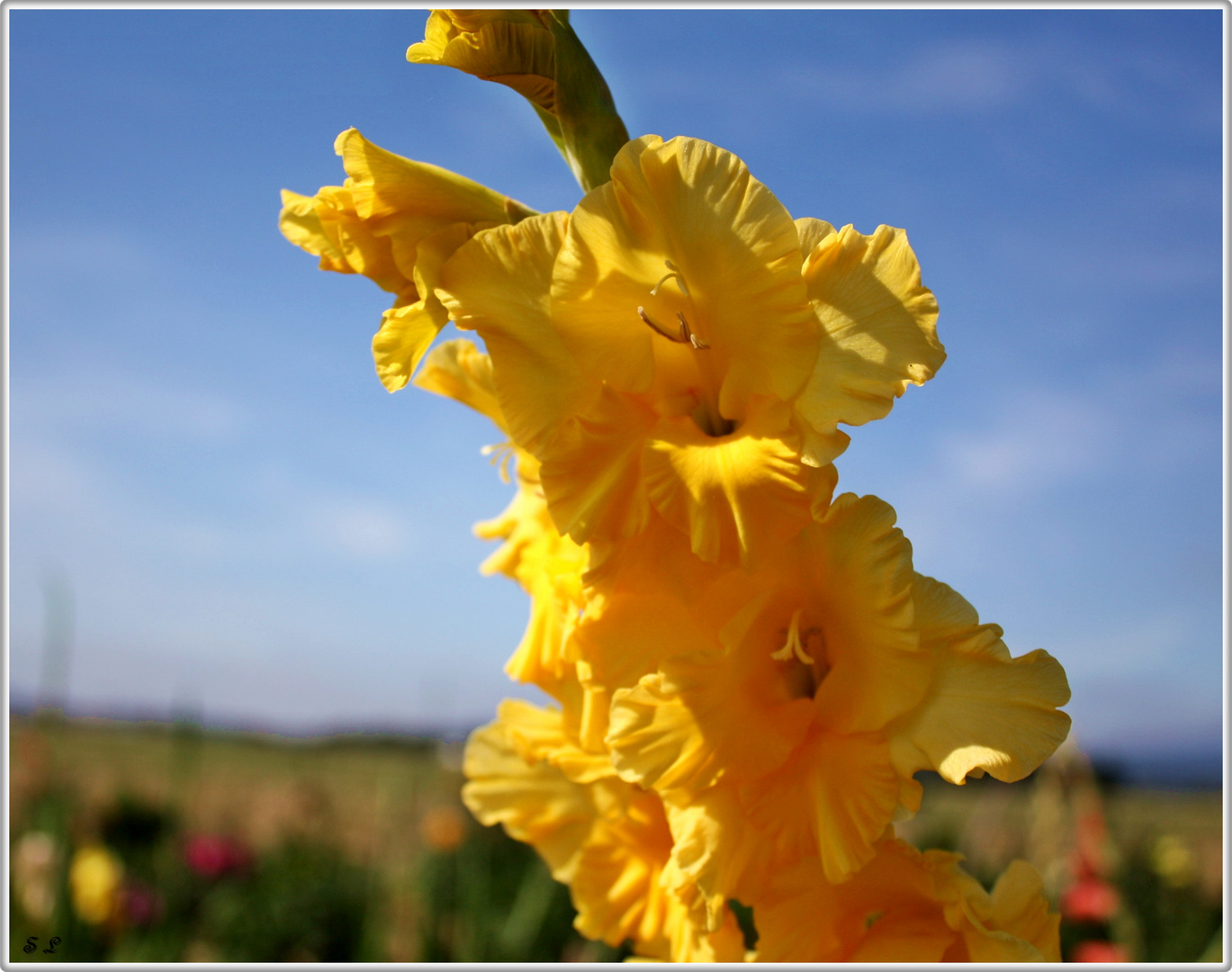 Ein restlicher Hauch vom Sommer