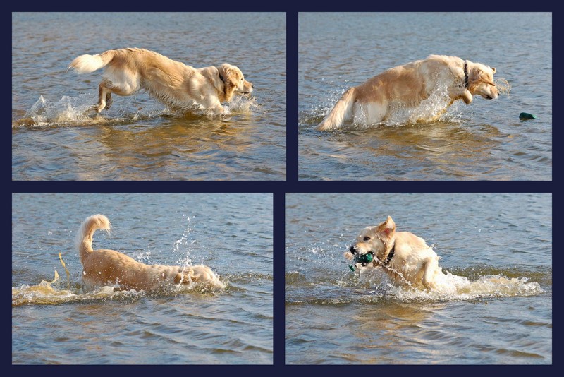 Ein Retriever in seinem Element