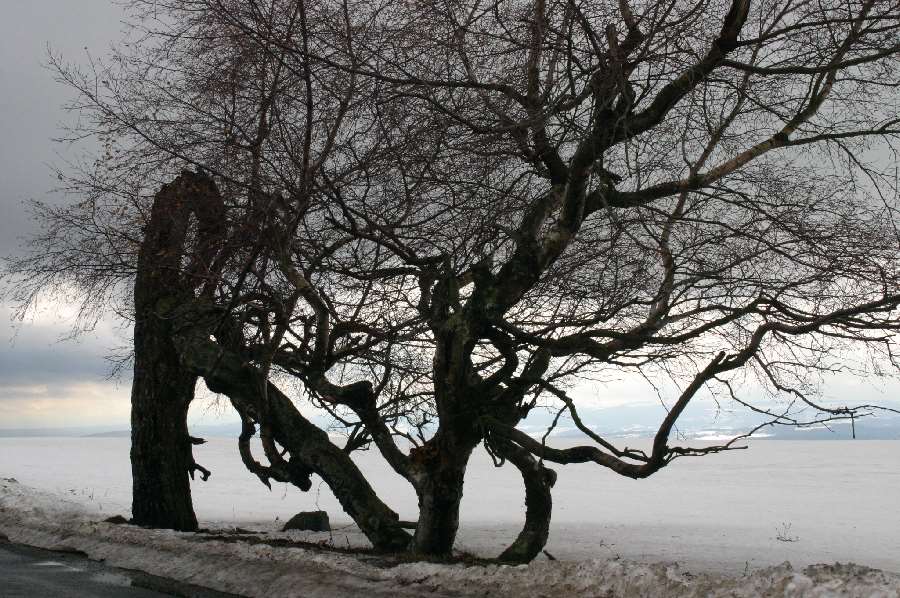 Ein Rhönbaum steht immer wieder auf