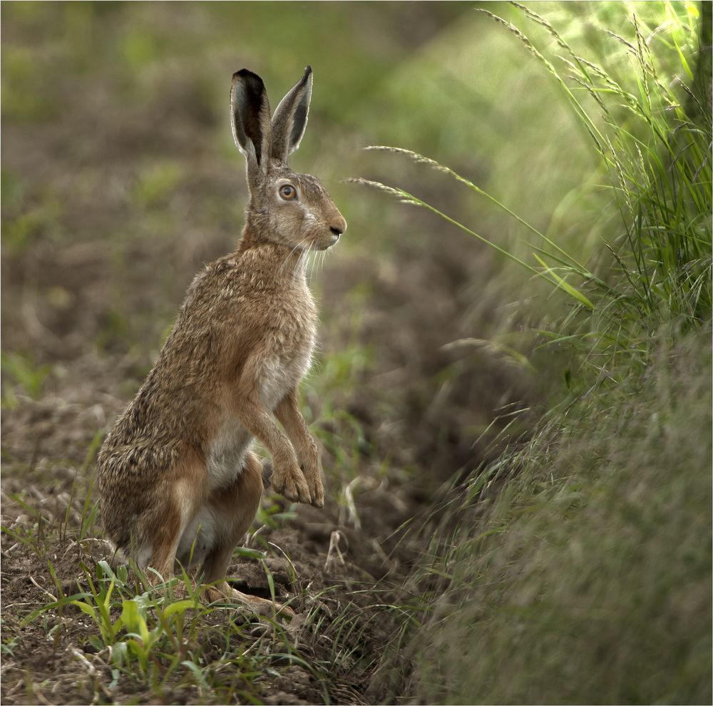 Ein richtiger Osterhase