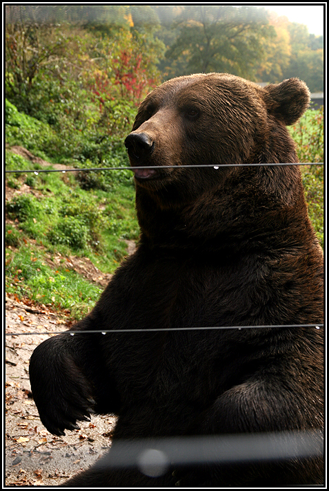 Ein richtiger Prachtbursche ist er...