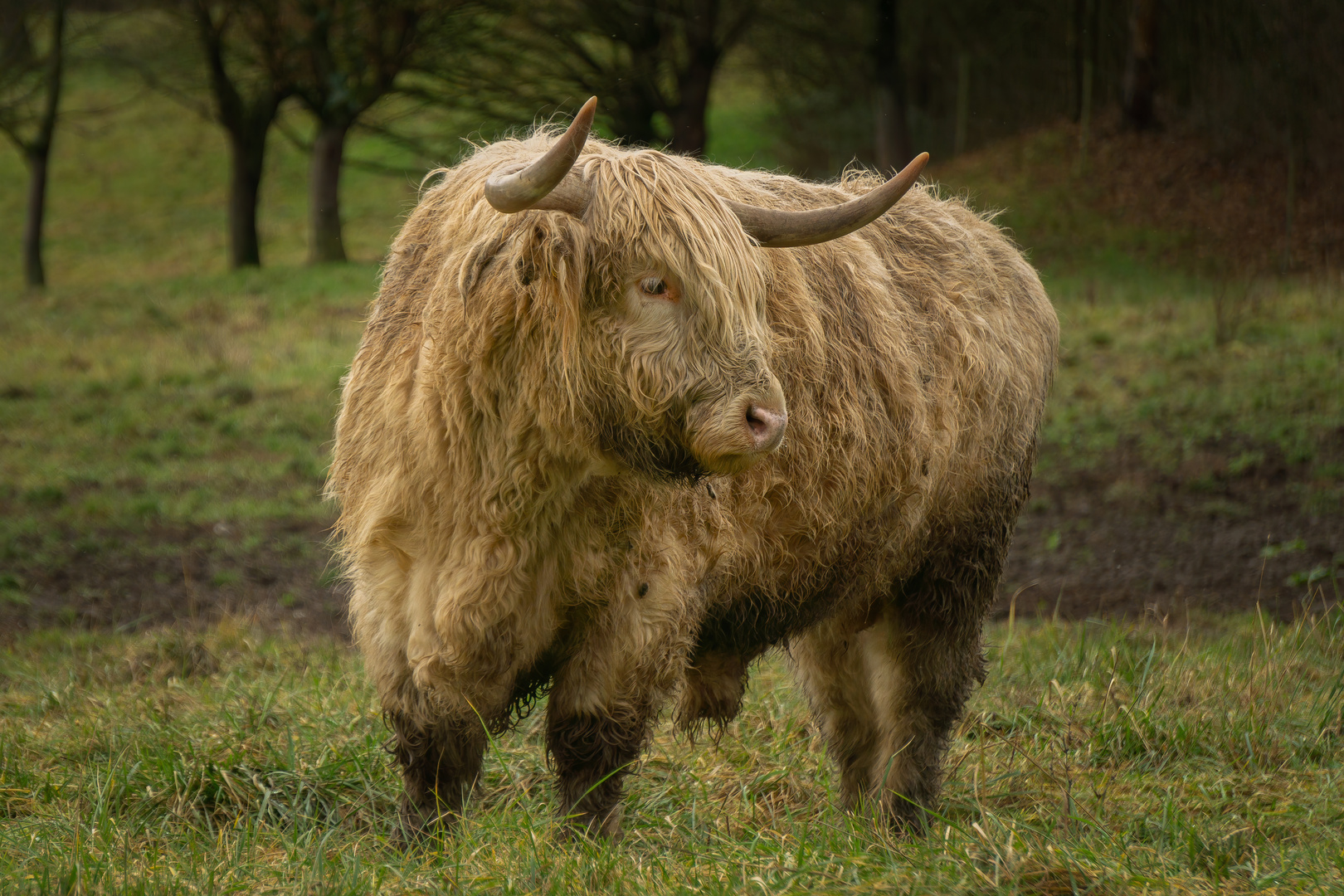 Ein richtiger SCHOTTE