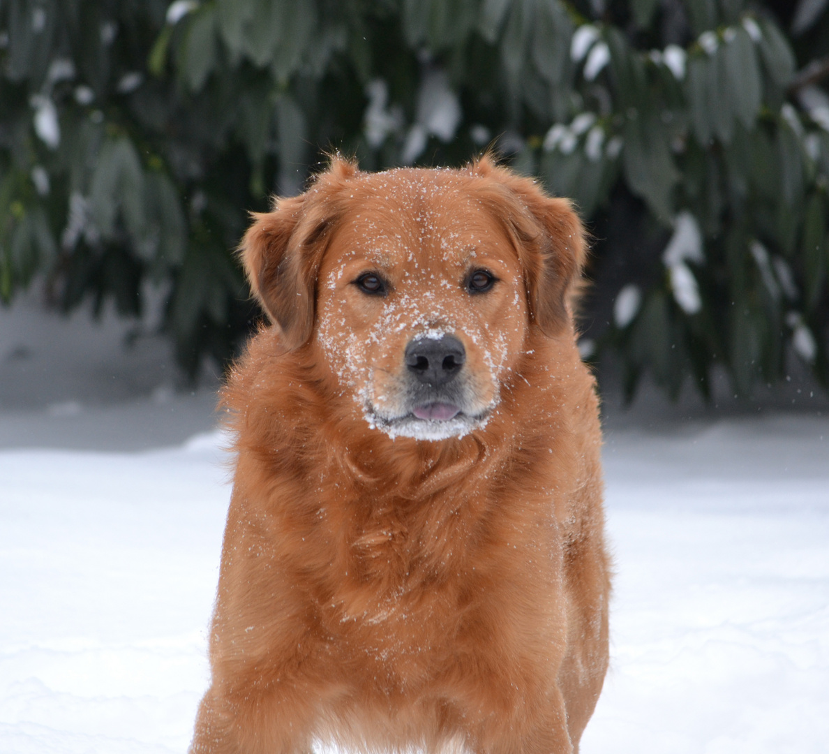 Ein Ridgeback-Mix im Schnee