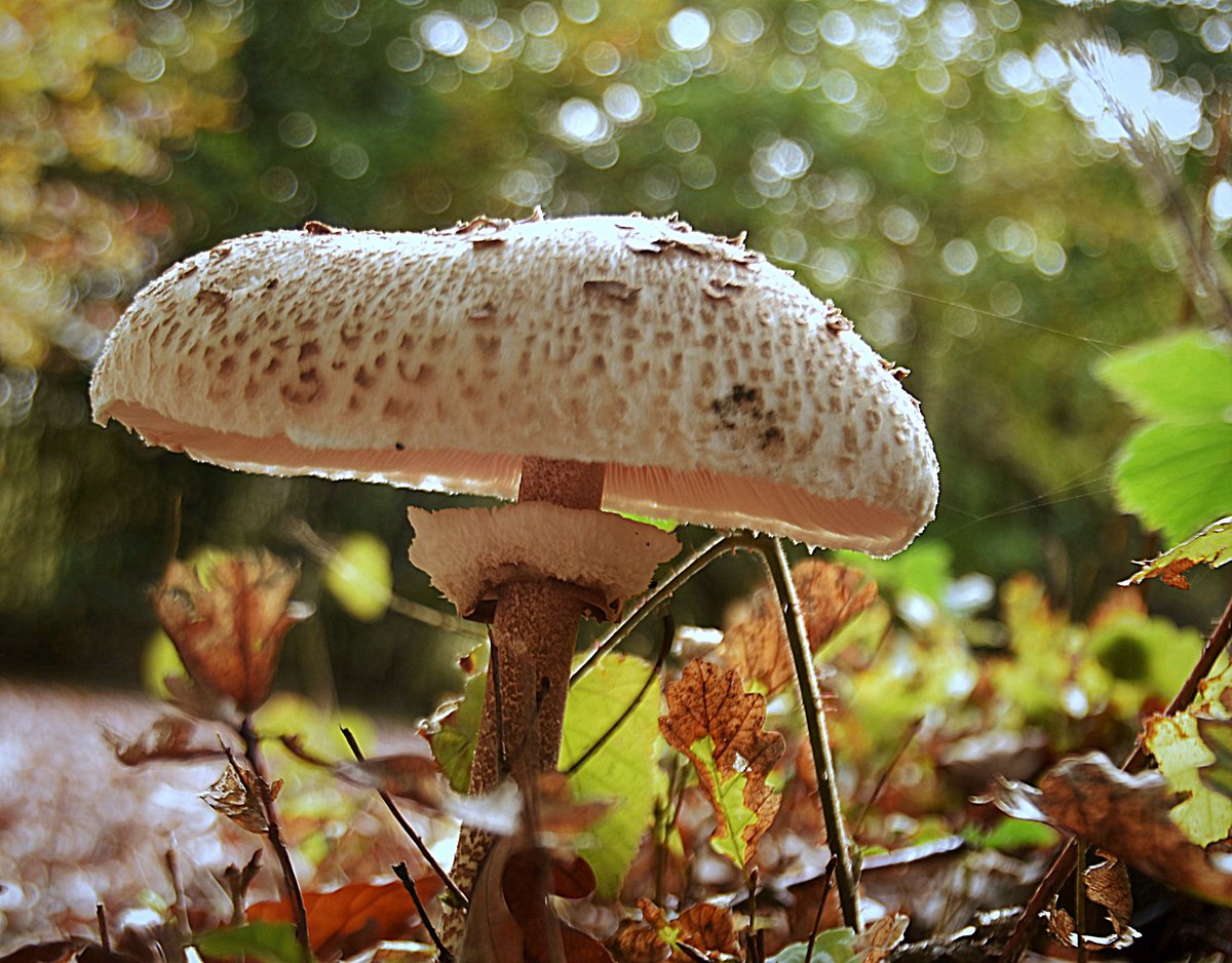 .. Ein Riese auf dem Waldboden ...