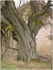 Ein Riese von Baum