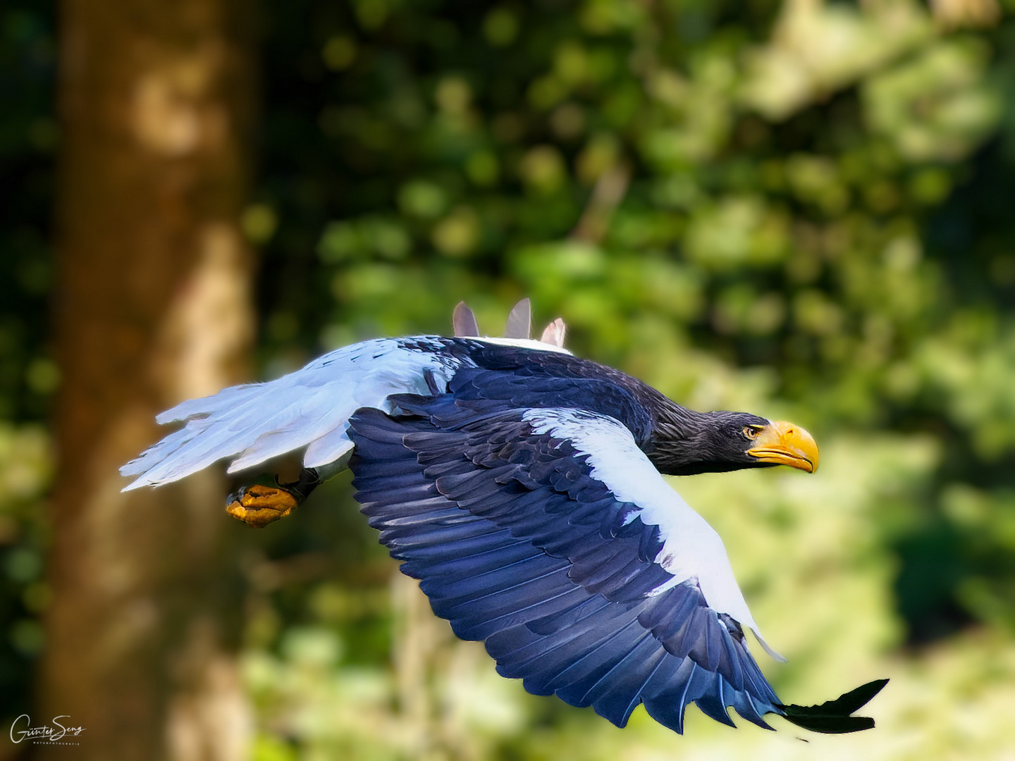 Ein Riesen Brocken von Vogel