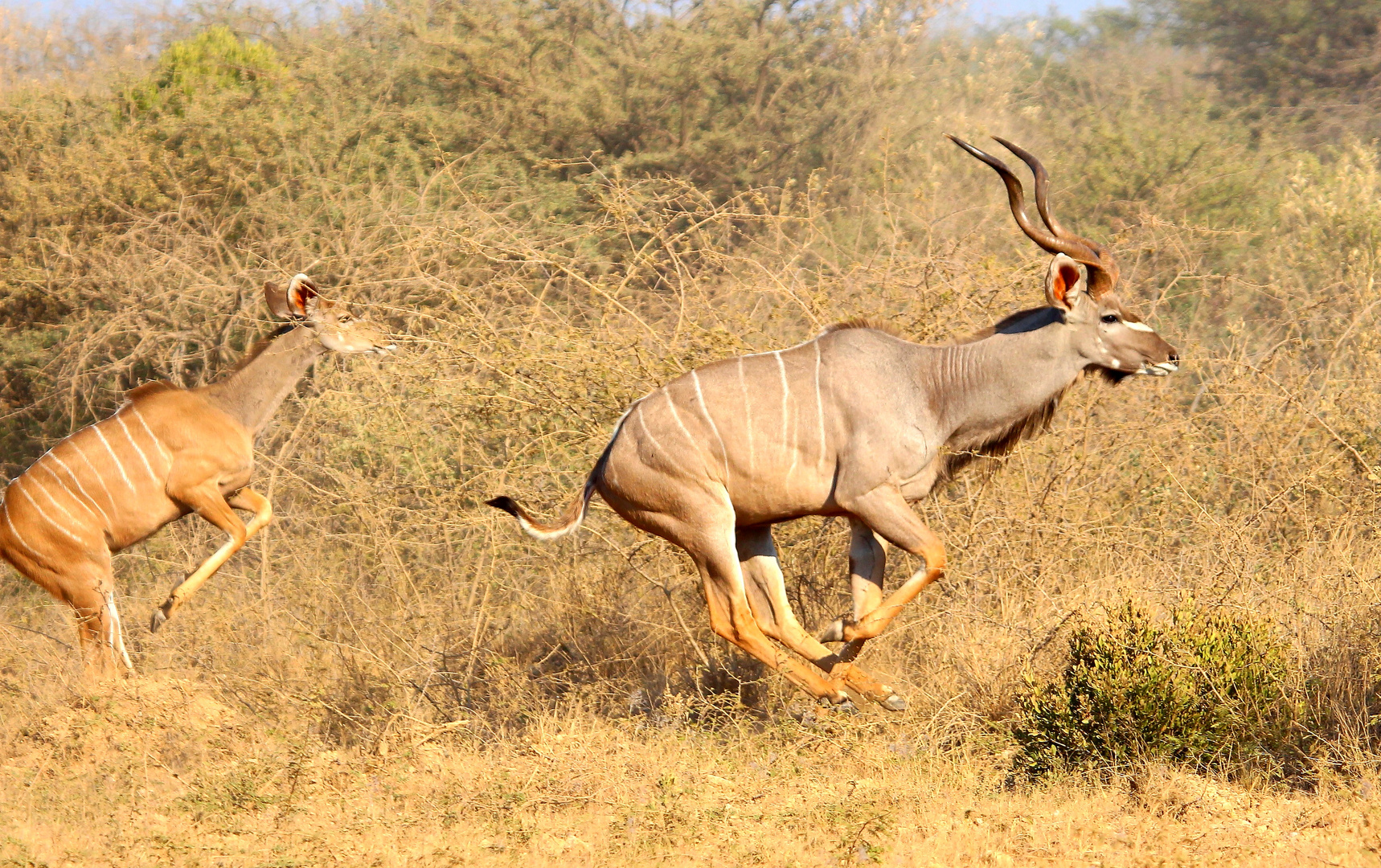 Ein riesen Kudu-Pärchen fast lautlos auf der Flucht.
