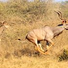 Ein riesen Kudu-Pärchen fast lautlos auf der Flucht.