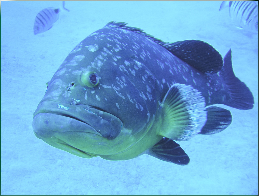 Ein Riesenbarsch in den Gewässern um Fuerteventura Foto & Bild tiere