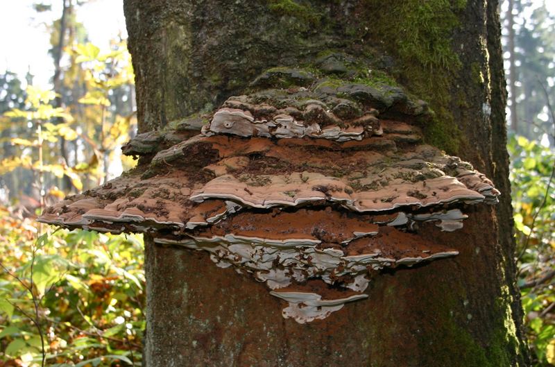 Ein Riesenexemplar von einem Baumpilz