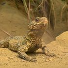 Ein Riesengürtelschweif im heimischen Sandkasten im frankfurter Zoo