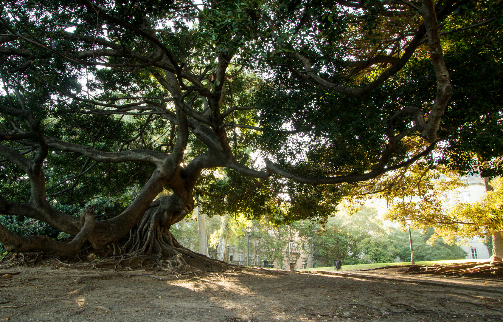 Ein Riesengummibaum in Buenos Aires