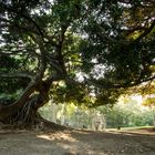 Ein Riesengummibaum in Buenos Aires