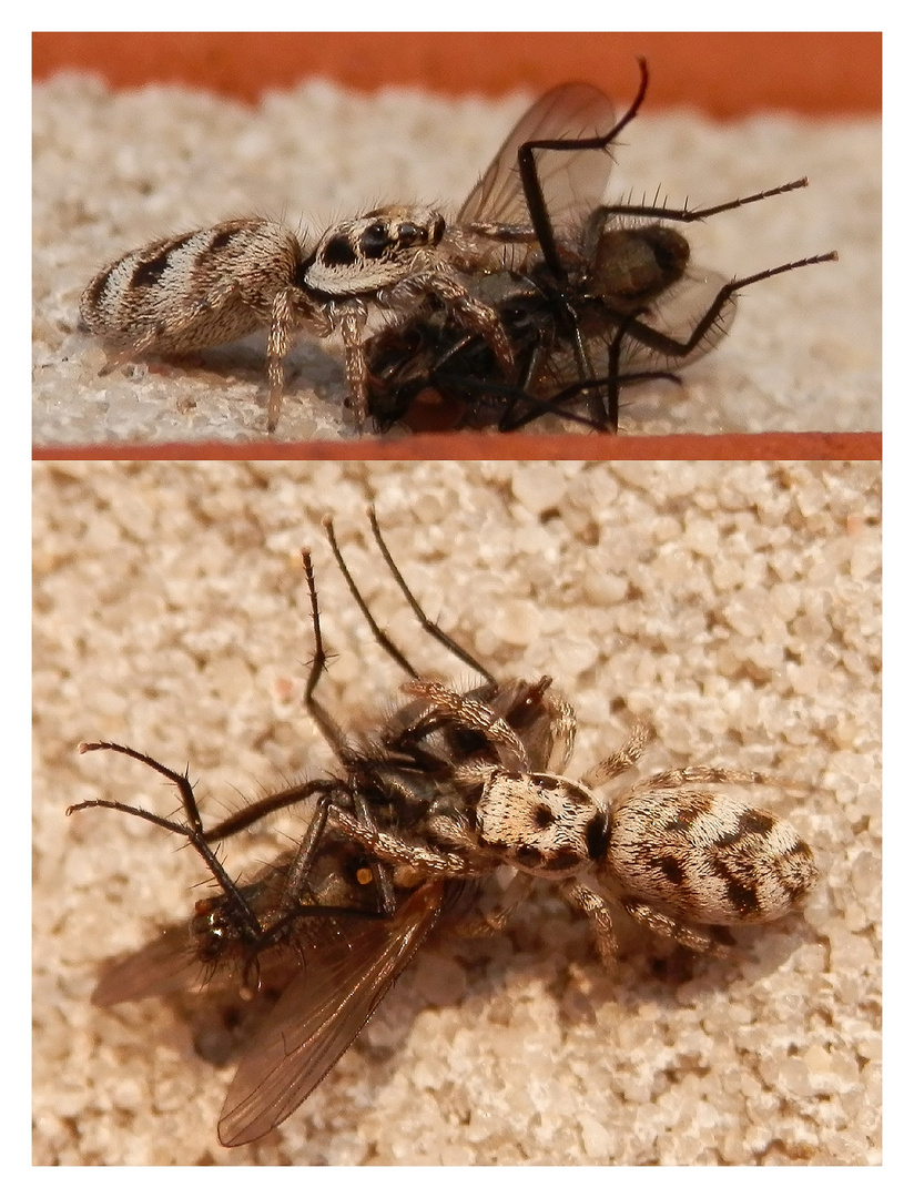 Ein Riesenhappen - Zebraspringspinne (Salticus scenicus) mit Fliege