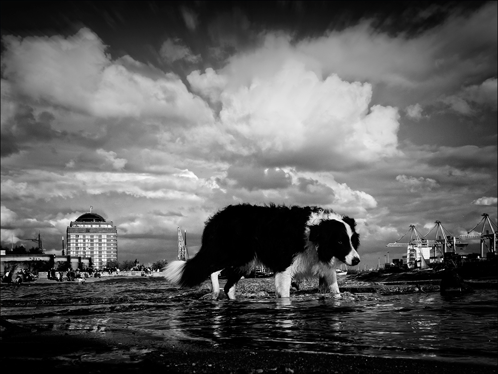 Ein Riesenhund in der Elbe