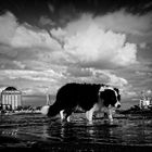 Ein Riesenhund in der Elbe