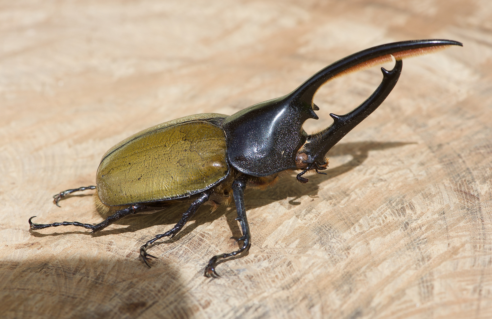 Ein Riesenkäferkäfer aus dem Nebelwald von Panama