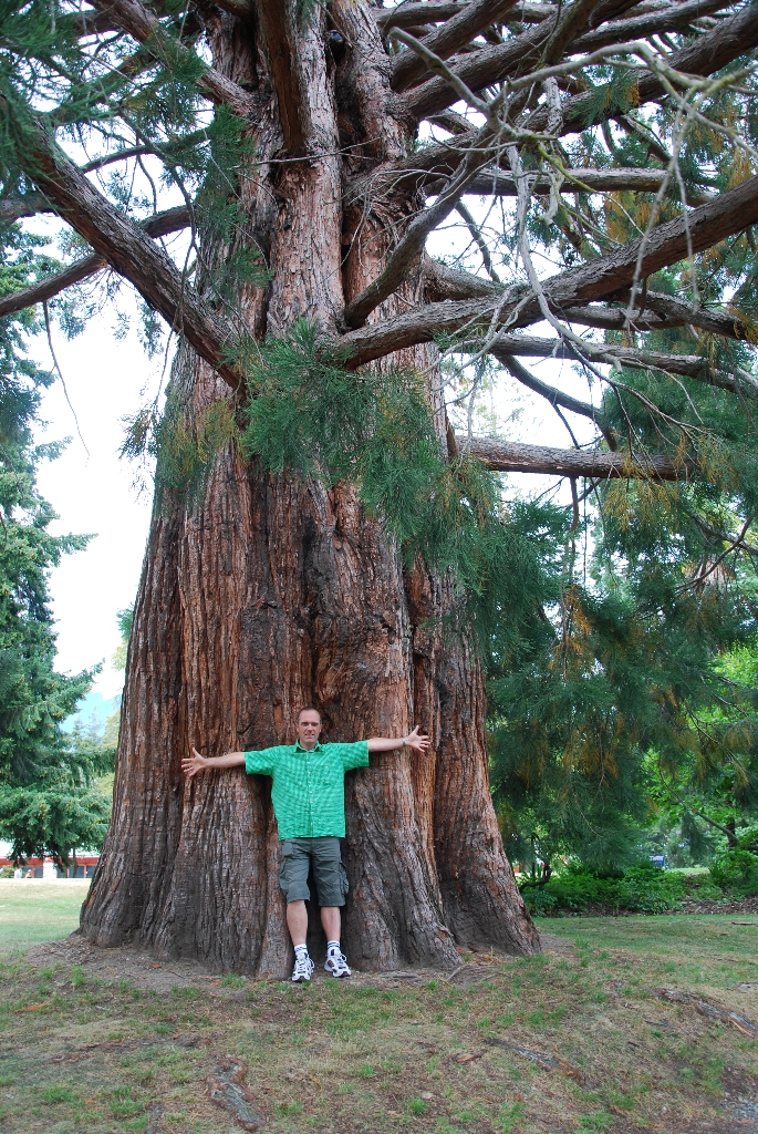 Ein Riesenmammutbaum im Queenstown Gardens - Neuseeland