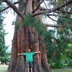 Ein Riesenmammutbaum im Queenstown Gardens - Neuseeland