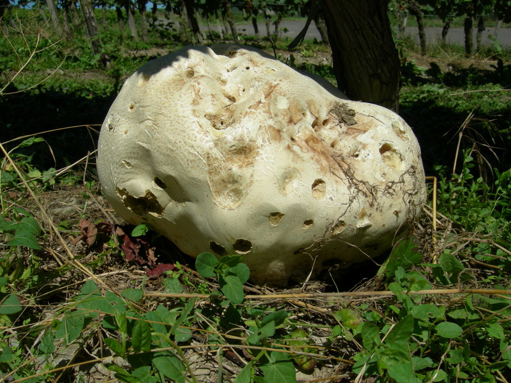 Ein Riesenpilz,32cm.Durschmesser , 1350-1400gr. Flaschen-Stäubling???