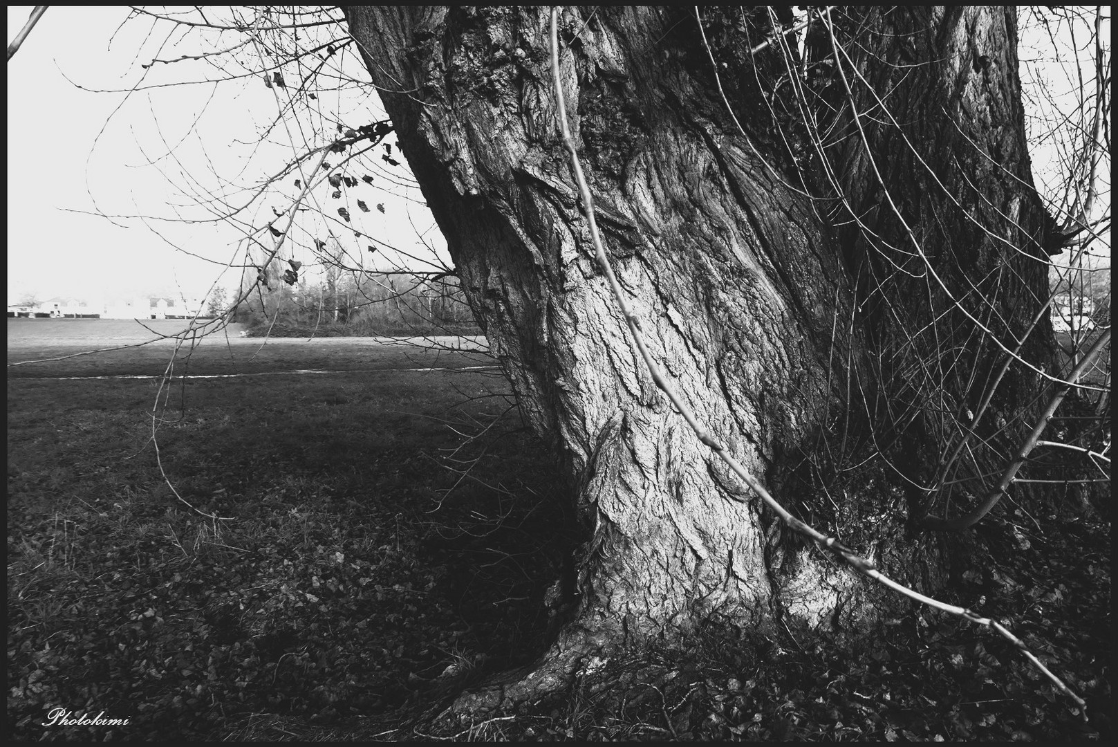 Ein riesiger Pappelbaum Foto &amp; Bild | spezial, bäume, natur Bilder auf ...