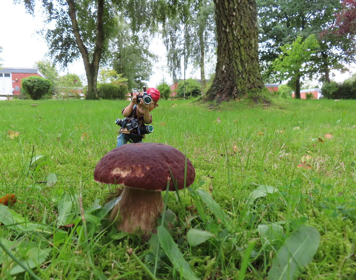 Ein riesiger Pilz im Stadtpark 