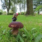 Ein riesiger Pilz im Stadtpark 