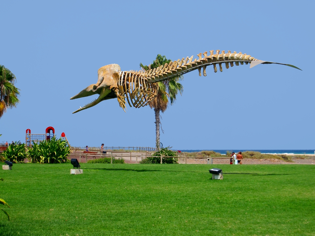 Ein Riesiges fliegendes Reptil am Atlantik Beach! SOS ! Mayday ! :-) Völlig losgelöst!