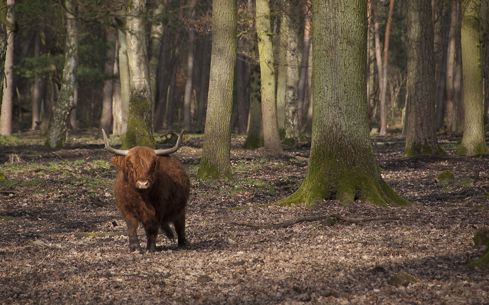 Ein Rind steht im Walde, ganz still und stumm...