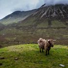 Ein Rind vor grandioser Landschaft