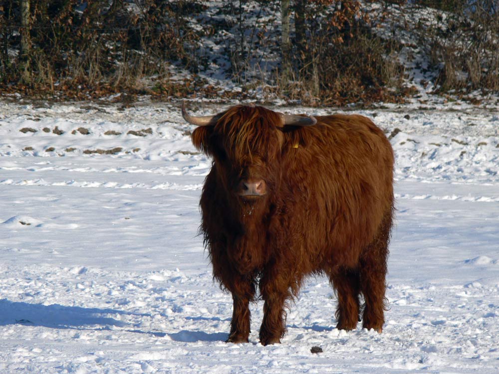 Ein Rindvieh im Schnee