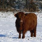 Ein Rindvieh im Schnee