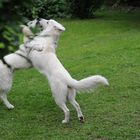 ein Ringkämpfchen mit Blake, meinem Bruder...