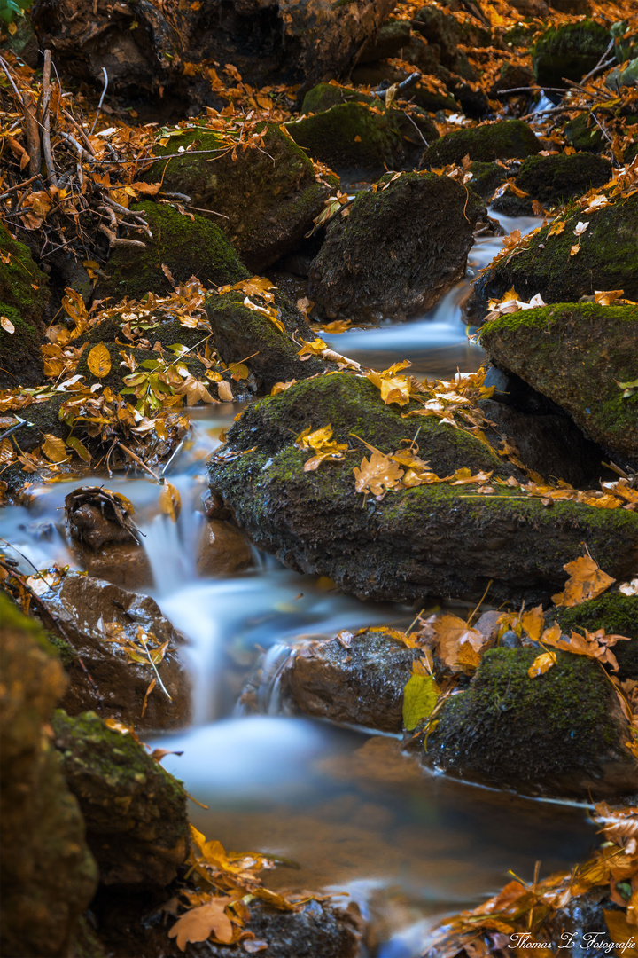 ein Rinnsal im herbstlichen Wald