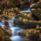 ein Rinnsal im herbstlichen Wald