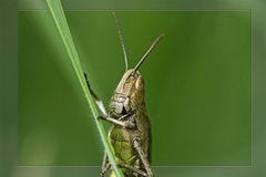 Ein Ritter in Rüstung und Harnisch